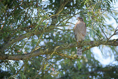 BUITEN BEELD Foto: 283067