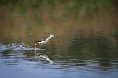 BUITEN BEELD Foto: 283069