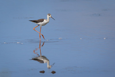 BUITEN BEELD Foto: 283071