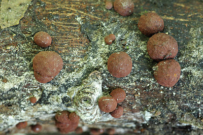 BUITEN BEELD Foto: 283127