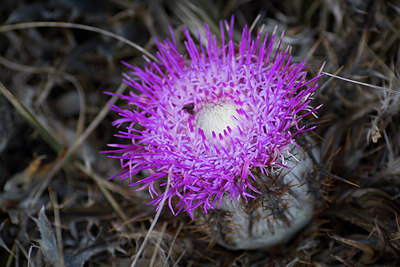 BUITEN BEELD Foto: 283134