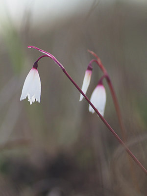 BUITEN BEELD Foto: 283136