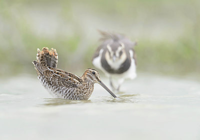 BUITEN BEELD Foto: 283149