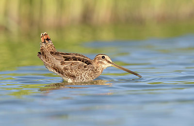 BUITEN BEELD Foto: 283150