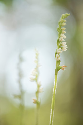 BUITEN BEELD Foto: 283164