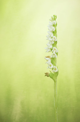 BUITEN BEELD Foto: 283165