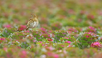BUITEN BEELD Foto: 283227