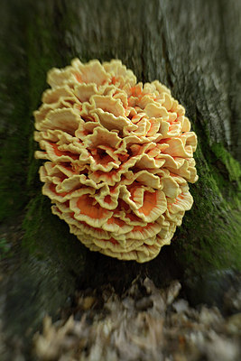 BUITEN BEELD Foto: 283242