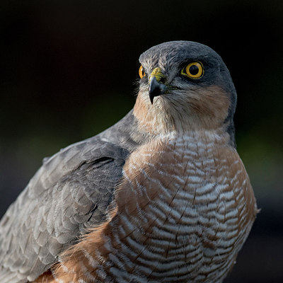 BUITEN BEELD Foto: 283262