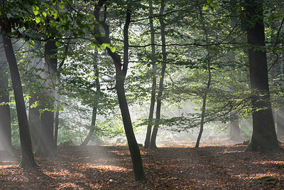 BUITEN BEELD Foto: 283286