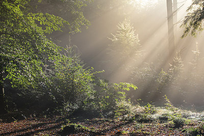 BUITEN BEELD Foto: 283289