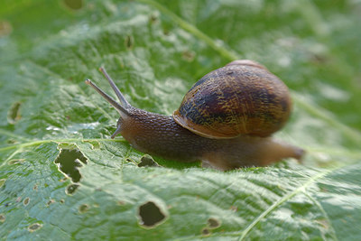 BUITEN BEELD Foto: 283292