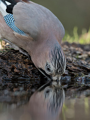 BUITEN BEELD Foto: 283296
