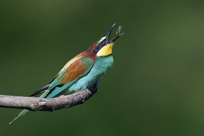 BUITEN BEELD Foto: 283307