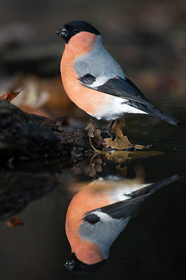 BUITEN BEELD Foto: 283311