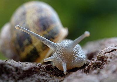 BUITEN BEELD Foto: 283373