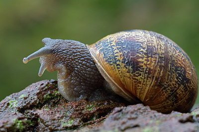 BUITEN BEELD Foto: 283374