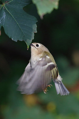 BUITEN BEELD Foto: 283389
