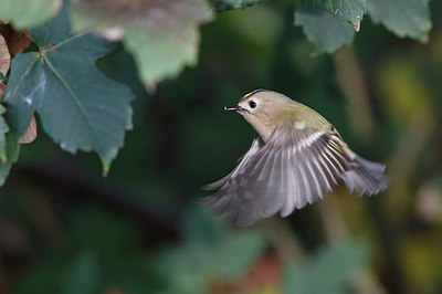 BUITEN BEELD Foto: 283390