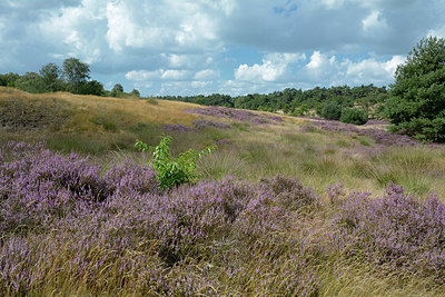 BUITEN BEELD Foto: 283411