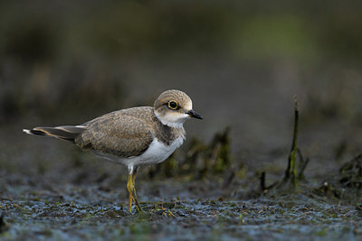 BUITEN BEELD Foto: 283427