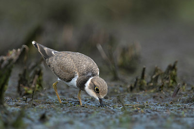 BUITEN BEELD Foto: 283441
