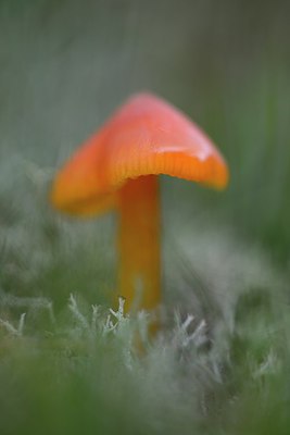 BUITEN BEELD Foto: 283445