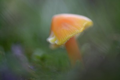 BUITEN BEELD Foto: 283447