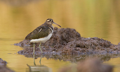 BUITEN BEELD Foto: 283461
