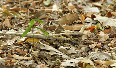 BUITEN BEELD Foto: 283464