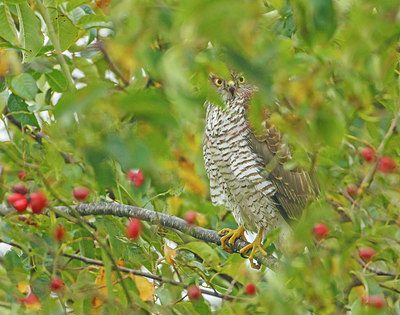 BUITEN BEELD Foto: 283467
