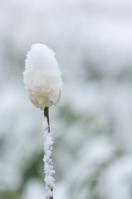 BUITEN BEELD Foto: 283472