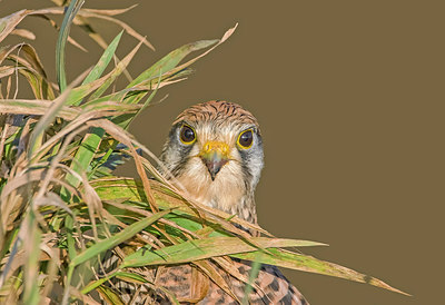 BUITEN BEELD Foto: 283489