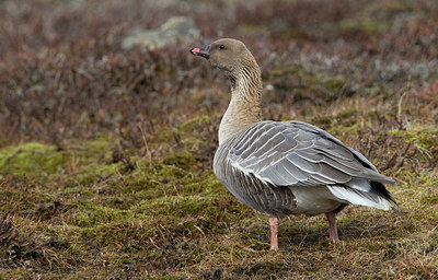 BUITEN BEELD Foto: 283504