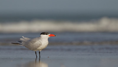 BUITEN BEELD Foto: 283508