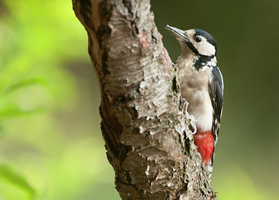 BUITEN BEELD Foto: 283512