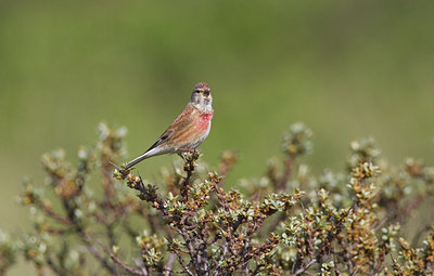 BUITEN BEELD Foto: 283515
