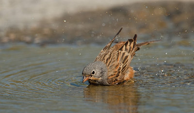 BUITEN BEELD Foto: 283516