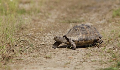 BUITEN BEELD Foto: 283522