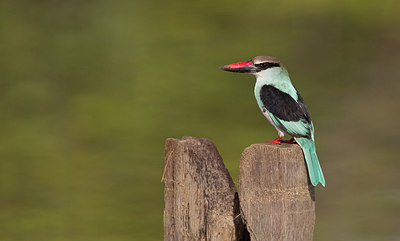 BUITEN BEELD Foto: 283525
