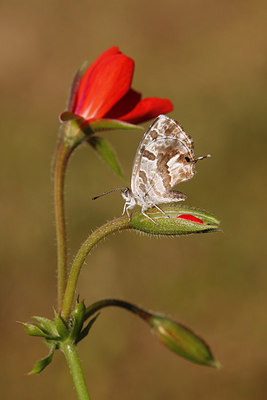 BUITEN BEELD Foto: 283534