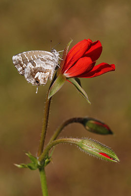 BUITEN BEELD Foto: 283537