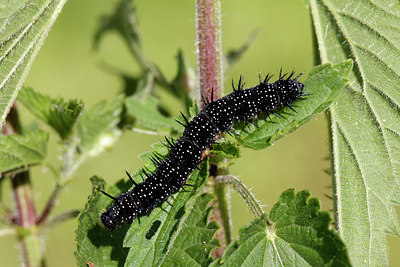 BUITEN BEELD Foto: 283540