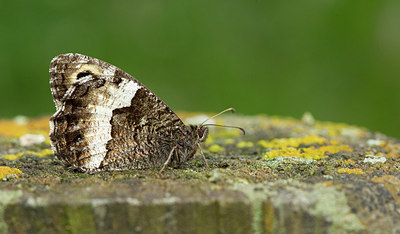 BUITEN BEELD Foto: 283543