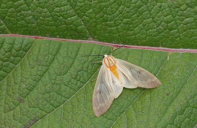 BUITEN BEELD Foto: 283546