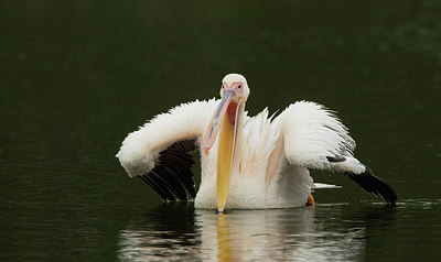 BUITEN BEELD Foto: 283566