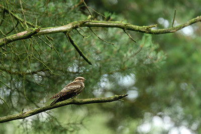 BUITEN BEELD Foto: 283573