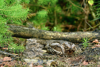 BUITEN BEELD Foto: 283574