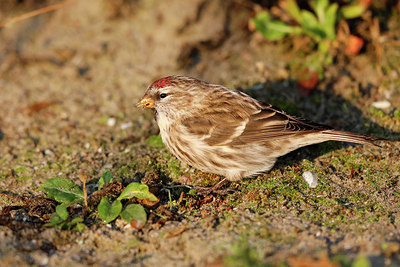 BUITEN BEELD Foto: 283593