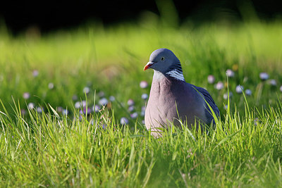 BUITEN BEELD Foto: 283594